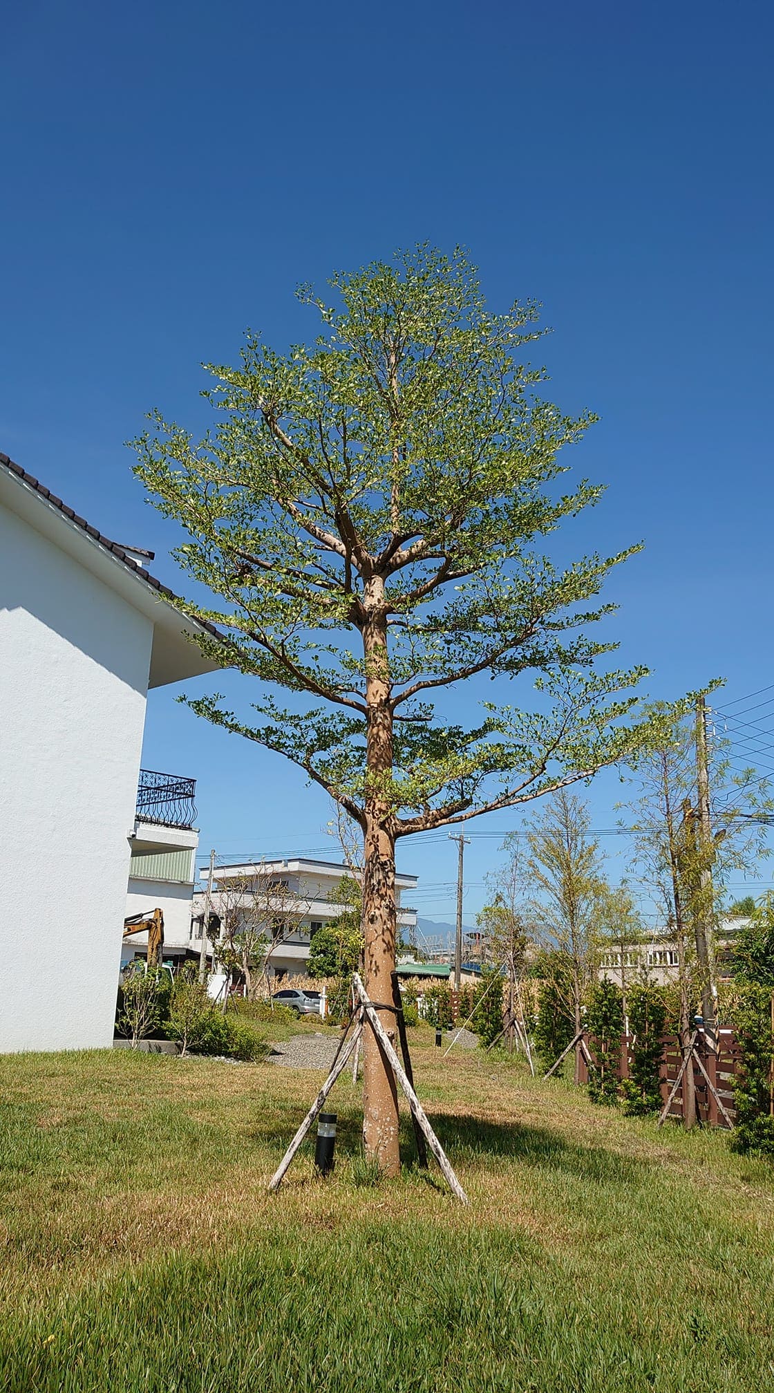 小葉欖仁(標題圖檔)